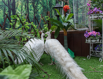 一群神鳥引爆的再次奇跡 ——【建發(fā)·半山御園2期】園林開放日，2天接待5400人